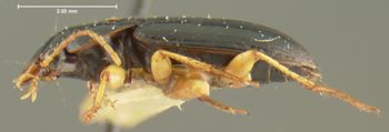 Media type: image;   Entomology 32989 Aspect: habitus lateral view